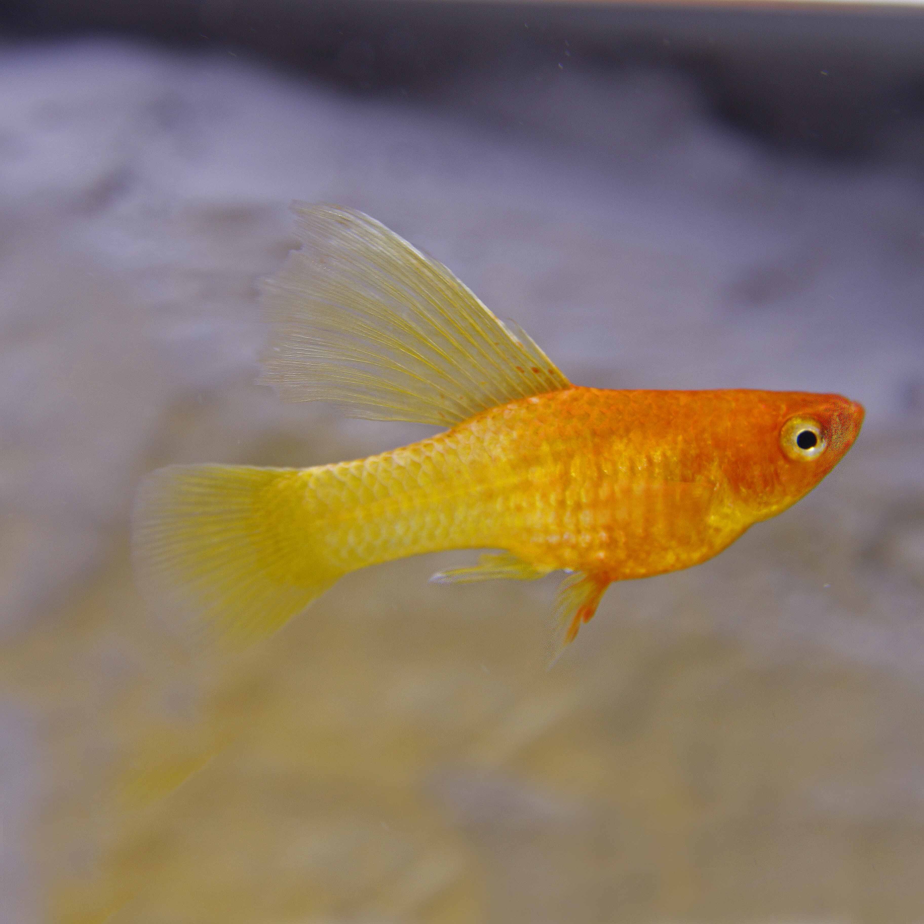 Xiph.maculatus   Platy sunrise hifin M